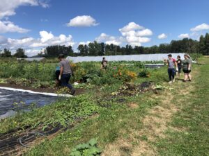 Several people walking around rows of vegetables and flowers.