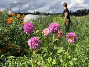 Several pink dahlias with someone out of focus in the background.