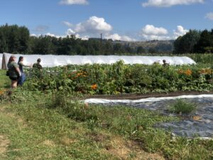 A group of people make their way through rows of vegetables and flowers.