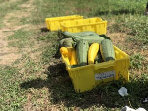 Plastic bins overflowing with green and yellow summer squash.