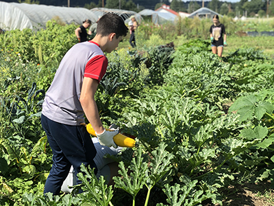 A young man in a gray t-shirt picks a yellow summer squash from a row of plants.