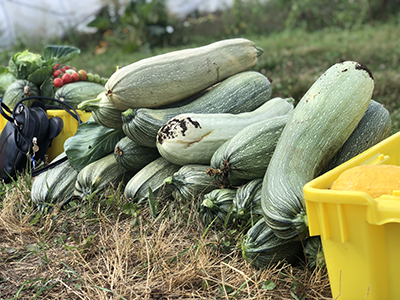 A pile of freshly picked green zucchinis 