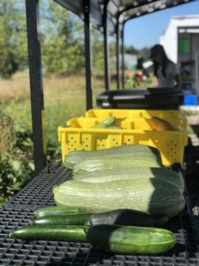 Summer squash of various colors lined up on a table.