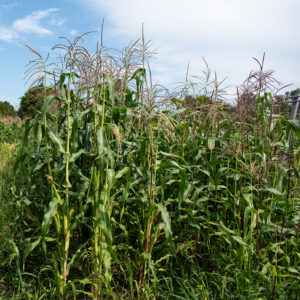 A tall stand of corn growing