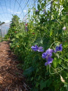 A trellis with purple and red sweet peas climbing up it.