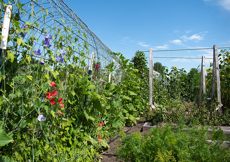 A trellis with purple and red sweet peas climbing up it.