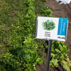 A sign on a stake amidst rows of lettuce with an illustration of lettuce with the words in several languages.