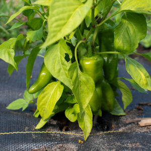 A plant with green peppers growing out of black landscape fabric.