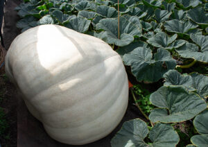 An enormous white pumpkin