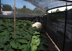An enormous white pumpkin grows alone in a patch surrounded by black screening.