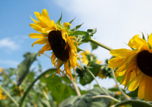Closeup of two sunflowers