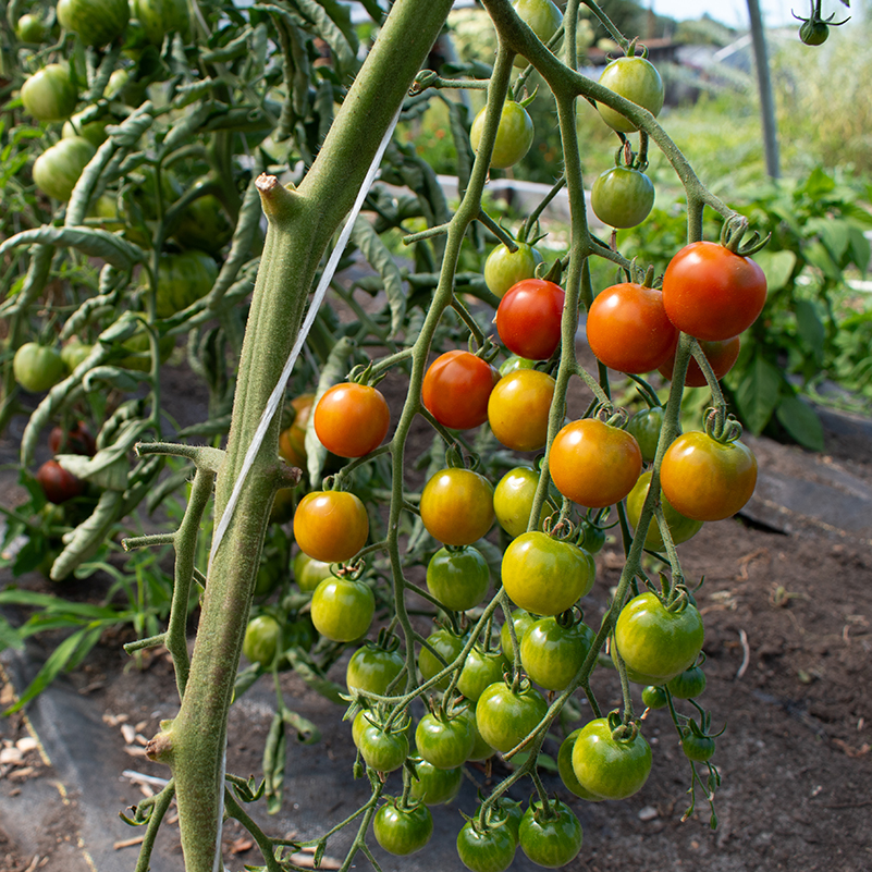 Cherry tomatoes ripening on the vine