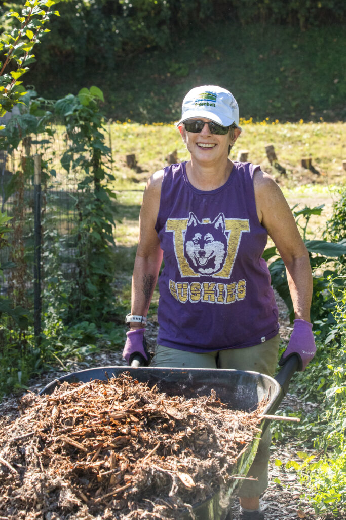 A volunteer in purple UW Huskies shirt pushes a wheelbarrow between tall rows of plants.