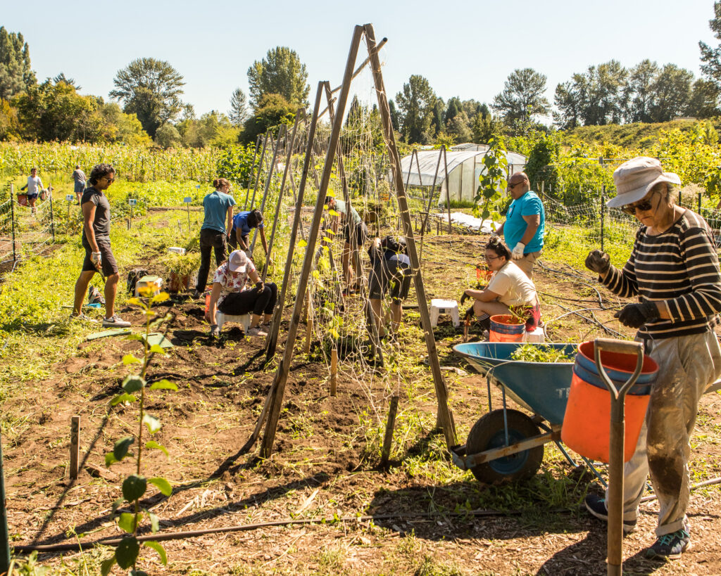 Volunteers weed along a row of tomato plants.