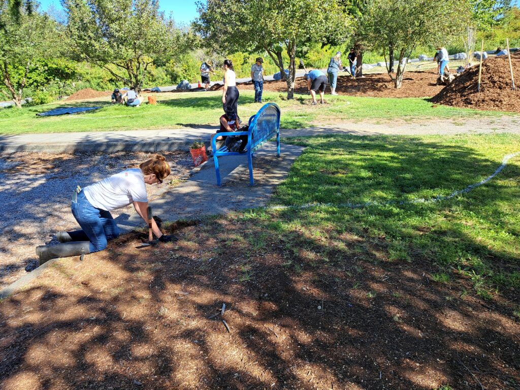 Volunteers spread mulch in a park.