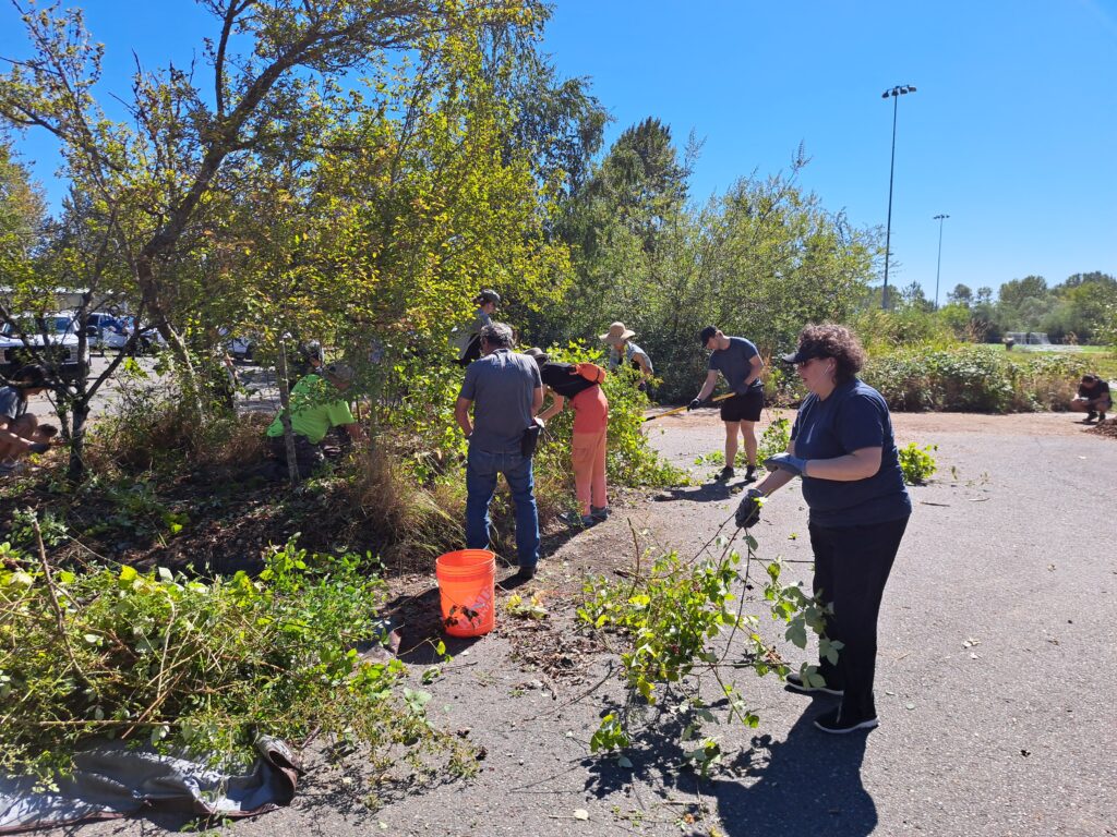 Volunteers spread mulch and clear overgrowth.