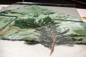 Leaves and branches laid out over a green cloth