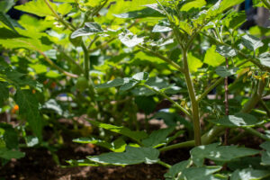 A close up of dense green tomato plants
