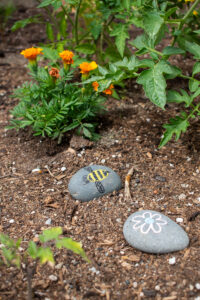 Two painted stones and an orange marigold in a bed of a mulch