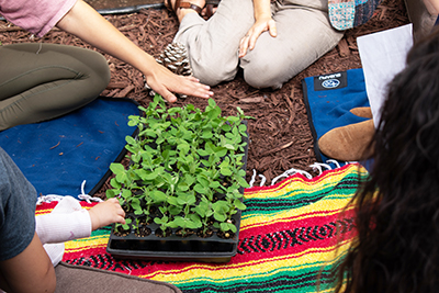 Several people, mostly out of frame, kneel around a tray of pea seedlings on a blanket.