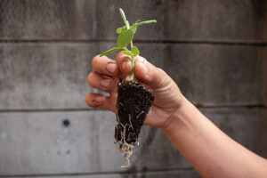 A small pea sprout with dirt and roots attached is held gingerly aloft in someone's hand/