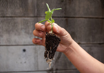 A small pea sprout with dirt and roots attached is held gingerly aloft in someone's hand/