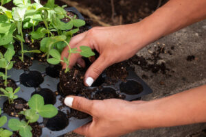 A close up of a woman's hands pulling pea sprouts from a tray