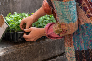 A close up of a woman's hands pulling pea sprouts from a tray