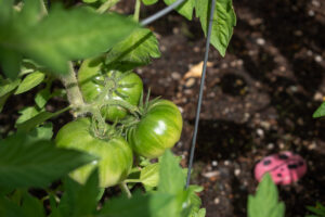Green tomatoes growing on the vine