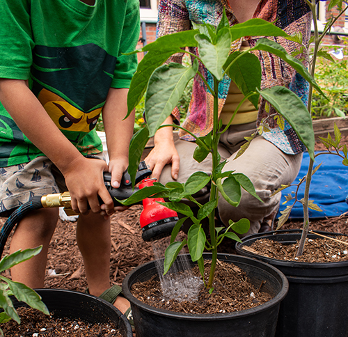 A small child sprays water onto a potted pepper plant while an adult looks on.