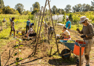 Volunteers weed below A-frame shaped trellises on a sunny afternoon.