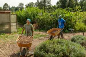 Volunteers using wheelbarrows to spread mulch.