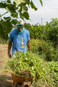 A volunteer pushing a wheelbarrow along a garden path.