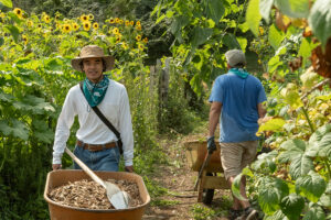 Volunteers pushing wheelbarrows between rows of sunflowers.