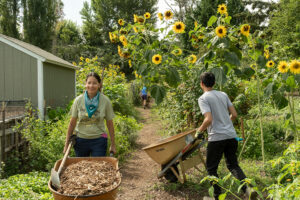 Volunteers pushing wheelbarrows between rows of sunflowers.