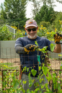 A volunteer pulling at Morning Glory vines.