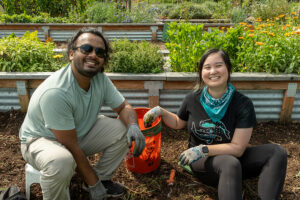 Two volunteers working to pull weeks from vegetable beds.