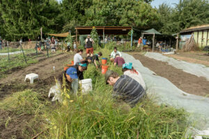 A bunch of volunteers working to pull weeks from vegetable beds.