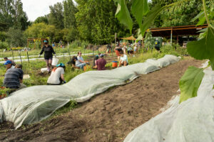 A bunch of volunteers working to pull weeks from vegetable beds.