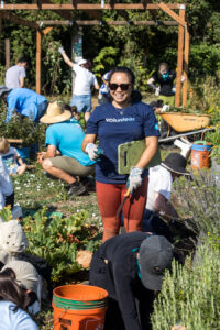 A bunch of volunteers working to pull weeks from vegetable beds.
