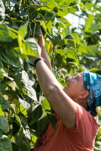 A volunteer in a teal Solid Ground bandana harvests beans from among vines.