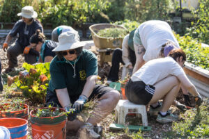 A bunch of volunteers working to pull weeks from vegetable beds.