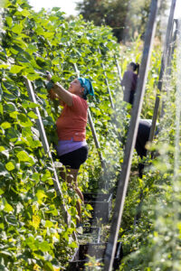 Several volunteers work harvesting beans from rows of vines.