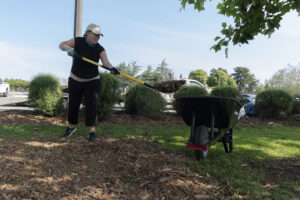 A volunteer in dark cloethes shovels mulch into a wheelbarrow