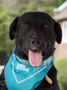 A black dog wearing a teal Solid Ground bandana around its neck.